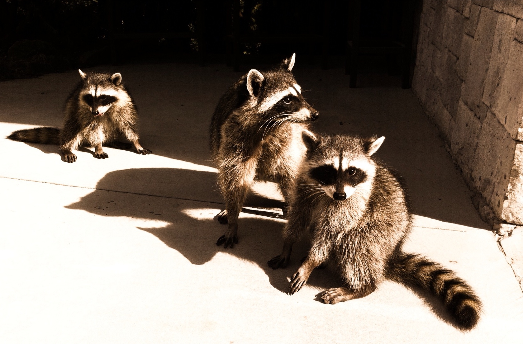 Baylisascariasis The Tragic Parasitic Implications Of Raccoons In