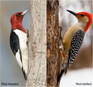 Image result for red headed vs red bellied woodpecker