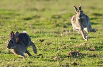 racing cottontails