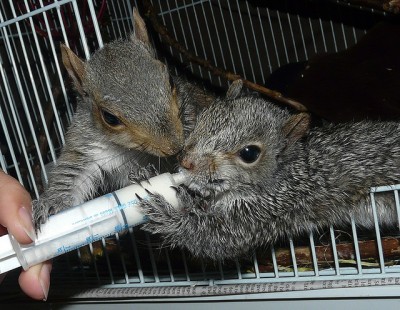 young squirrels in rehab