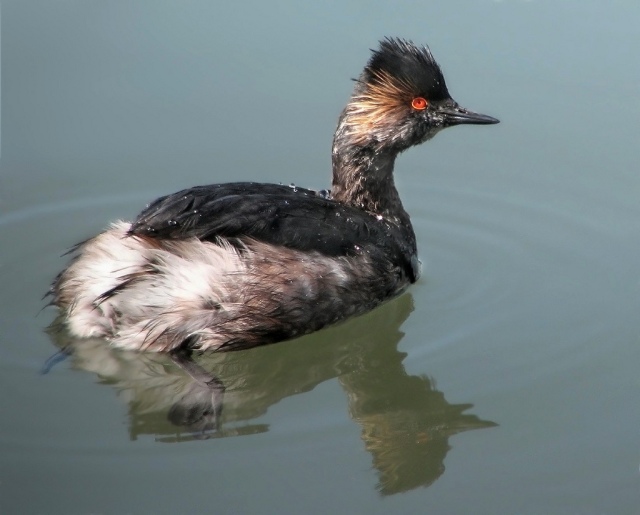 eared grebe, winter plumage by Jack Wolf cc