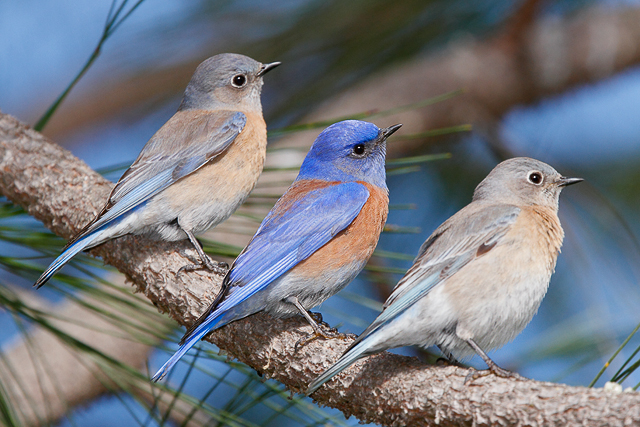 western bluebirds by Julio Mulero, Creative Commons license