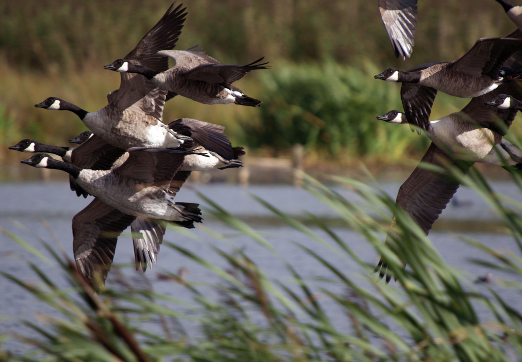 canada-geese-flying-by-gidzy-ccl.jpg