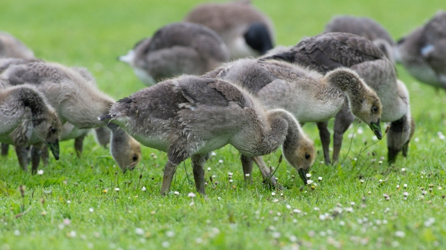 grazing gosling by Ray Morris, CCL